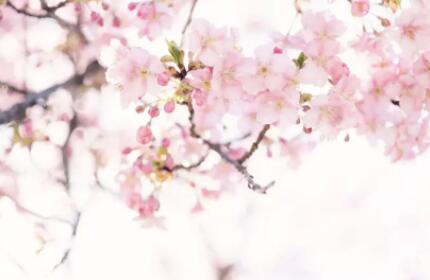 陌上花開(kāi),可緩緩歸矣 陌上花開(kāi),可緩緩歸矣